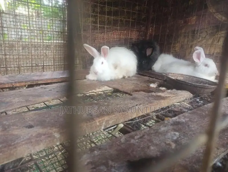 Rabbits