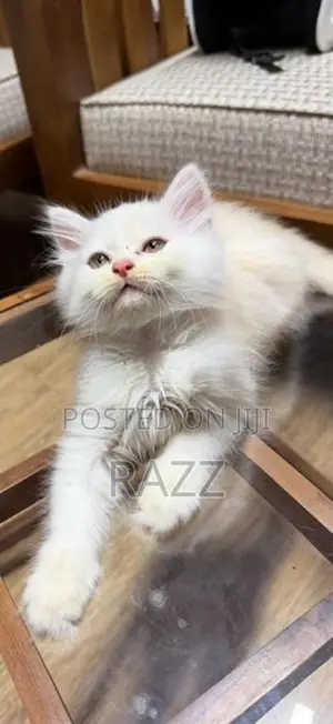 Persian Kittens