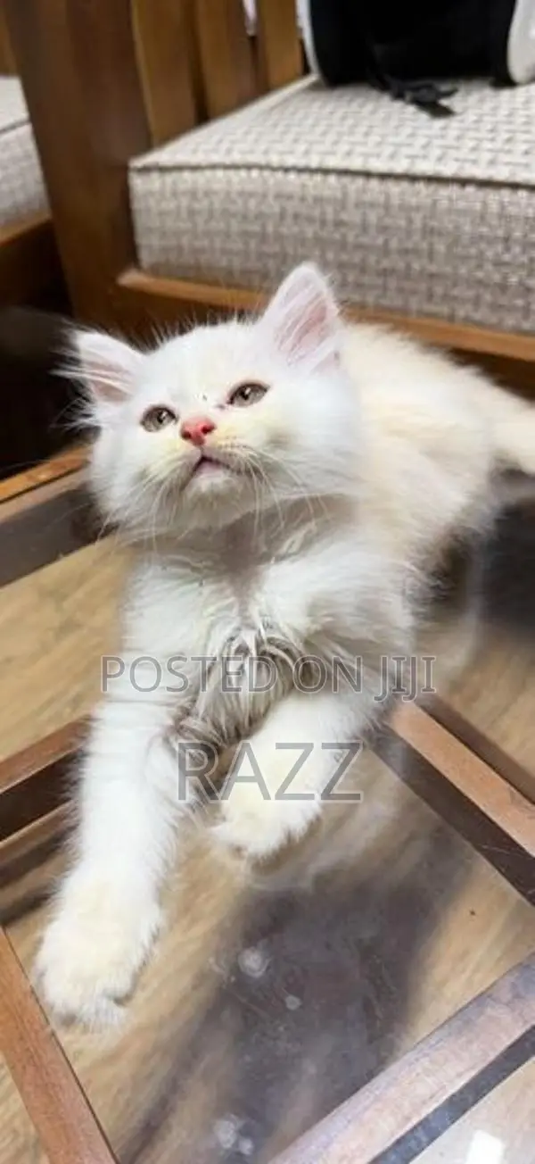 Persian Kittens