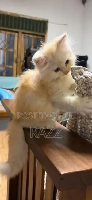 Persian Kittens