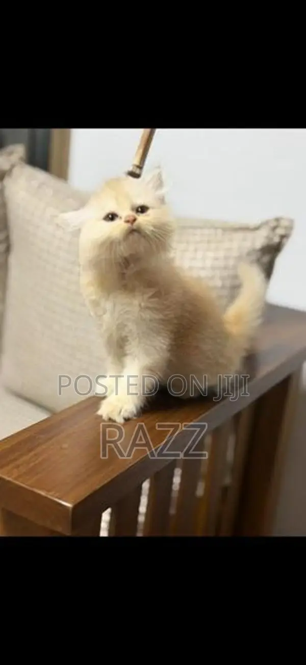 Persian Kittens