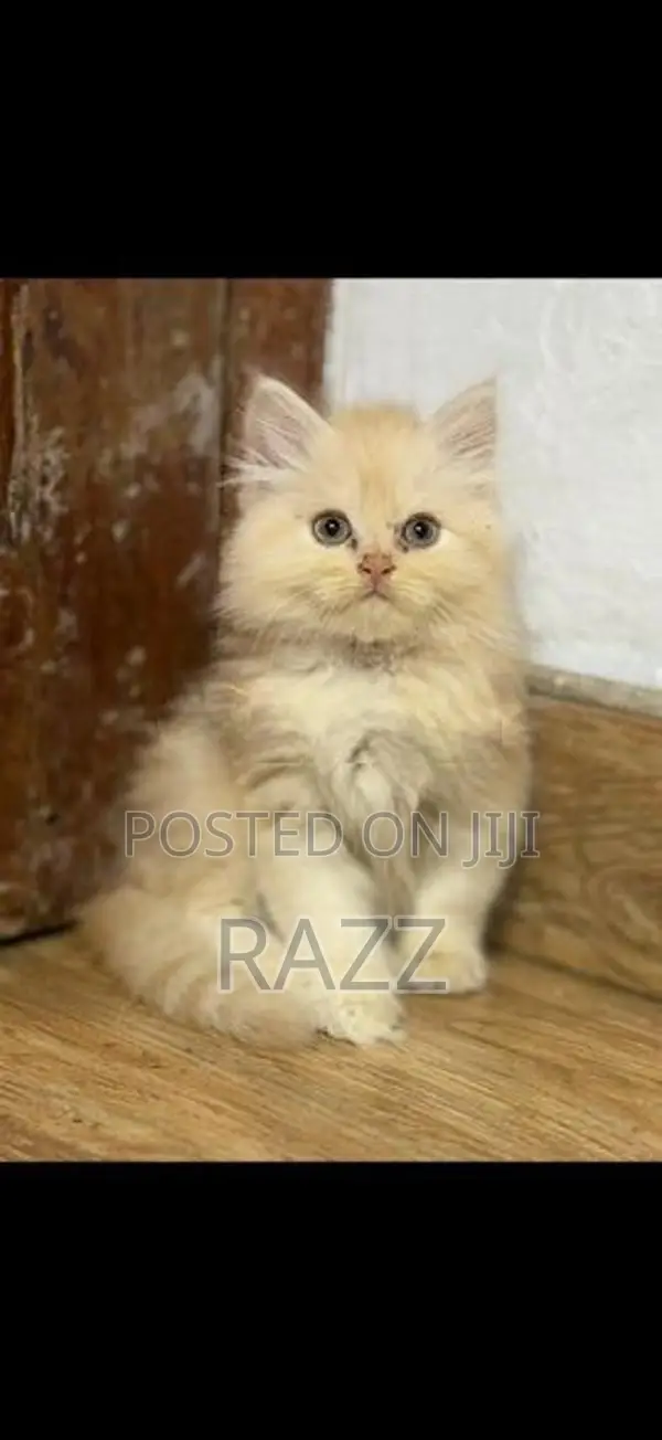 Persian Kittens