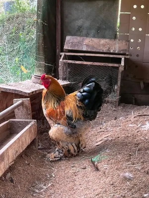 Brahma Chickens