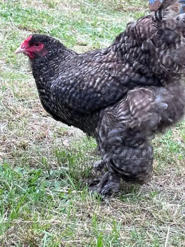 Brahma Chickens