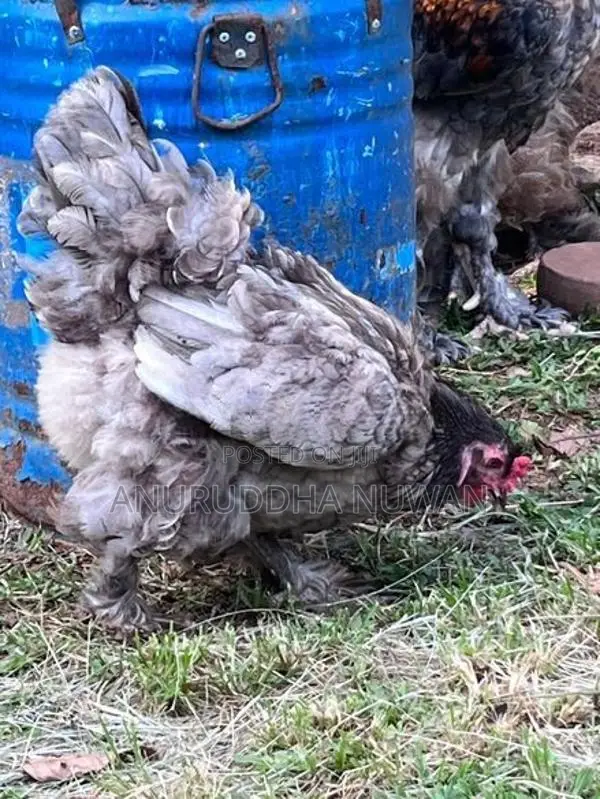 Brahma Chickens