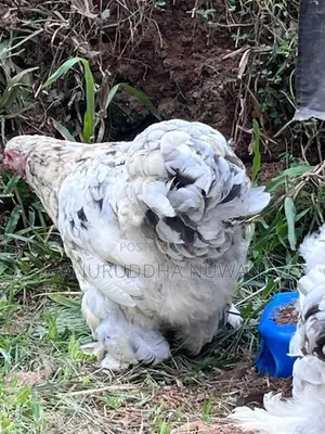 Brahma Chickens