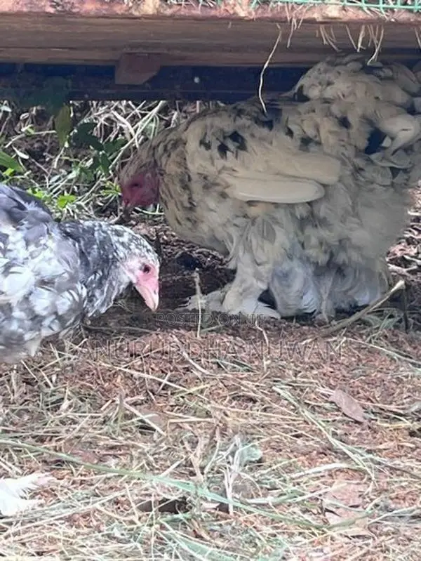 Brahma Chickens