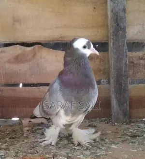 Pigeon