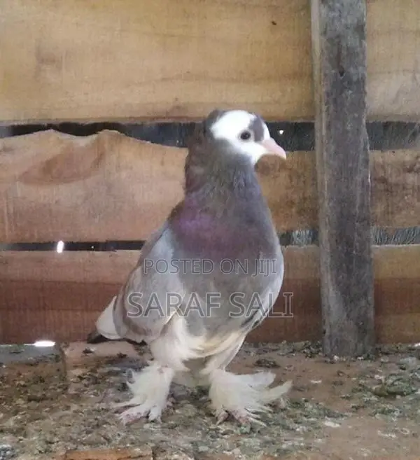 Pigeon