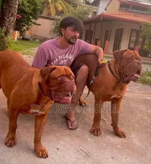 Dogue De Bordeaux (french Mastiff) Puppies
