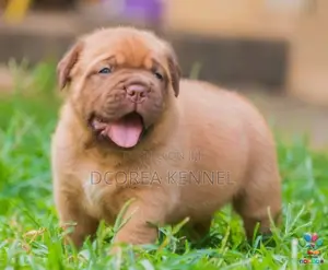 Dogue De Bordeaux (french Mastiff) Puppies