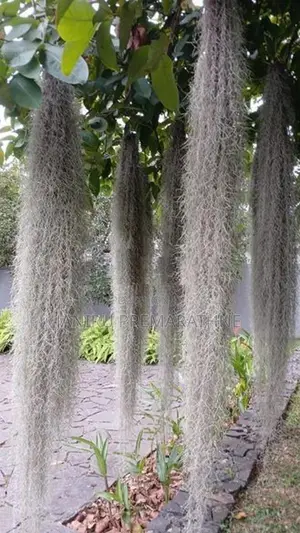 Air Plants