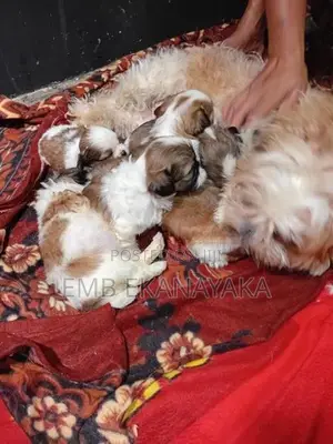 Shih Tzu Puppies