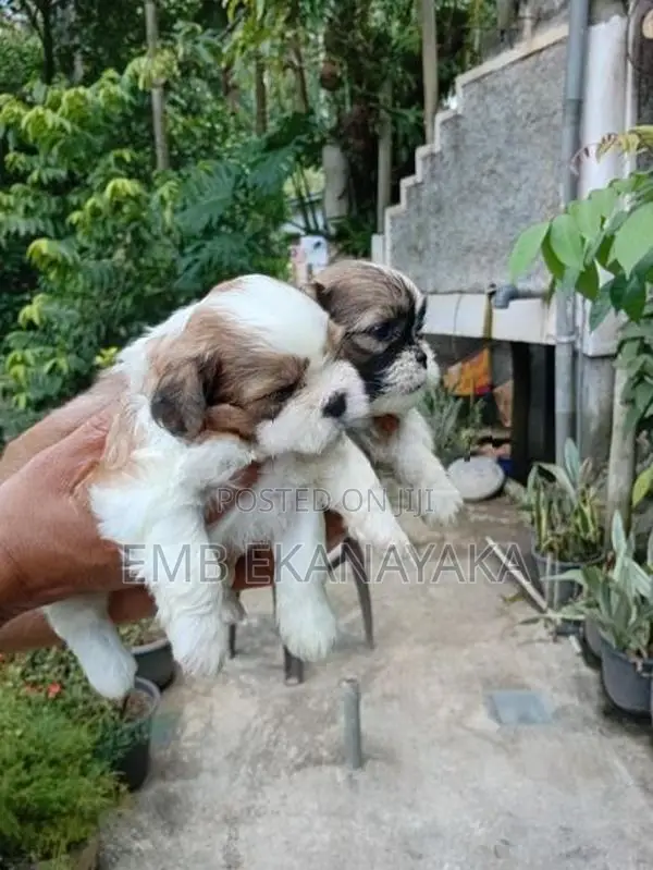 Shih Tzu Puppies