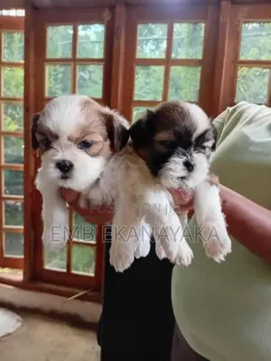 Shih Tzu Puppies