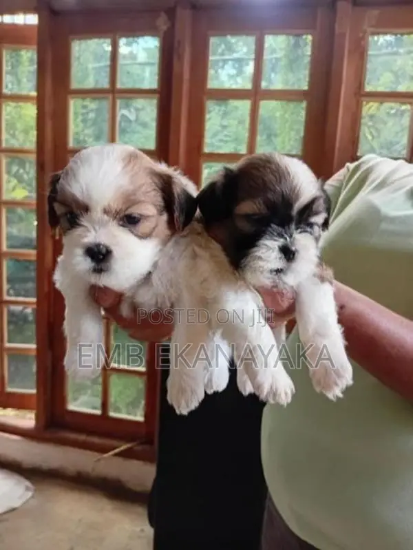 Shih Tzu Puppies