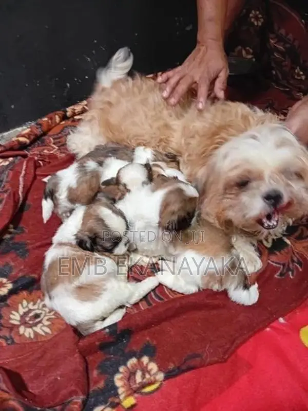 Shih Tzu Puppies