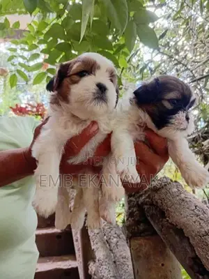 Shih Tzu Puppies