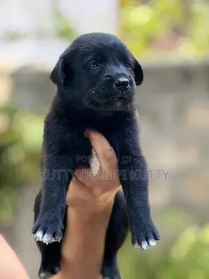 Golden Retriever Mixed Breed Puppy