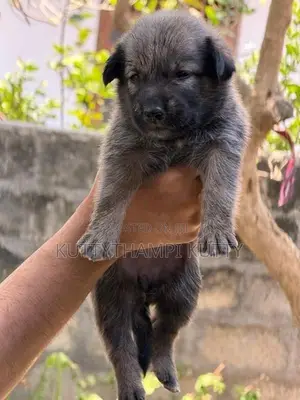 Golden Retriever Mixed Breed Puppy