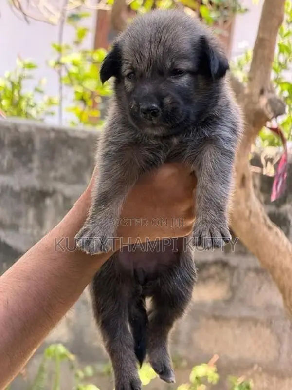Golden Retriever Mixed Breed Puppy