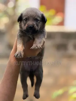 Golden Retriever Mixed Breed Puppy