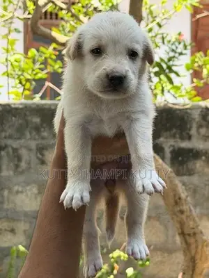 Golden Retriever Mixed Breed Puppy
