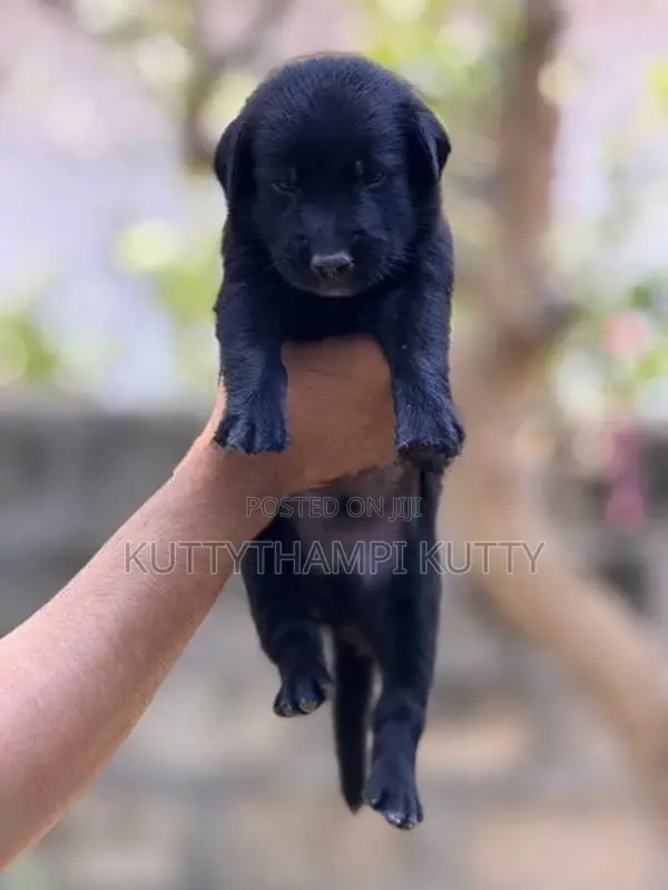 Golden Retriever Mixed Breed Puppy