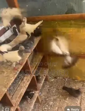 Pigeon