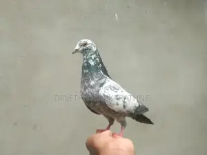 Pigeon