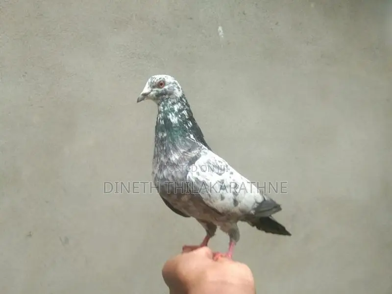 Pigeon