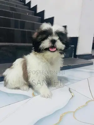 Shih Tzu Puppy