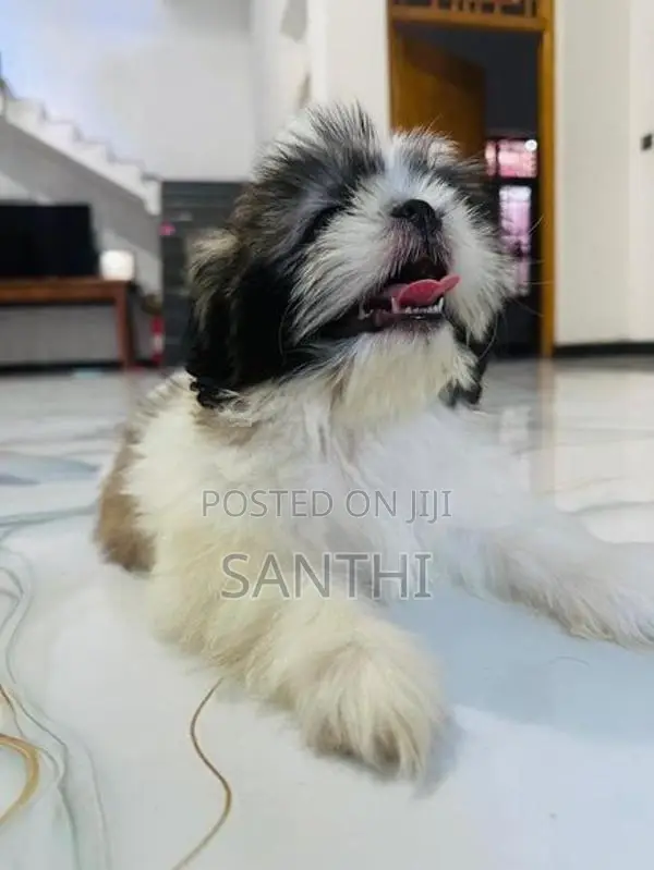 Shih Tzu Puppy