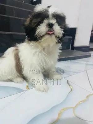 Shih Tzu Puppy
