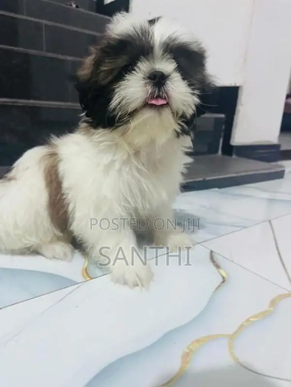 Shih Tzu Puppy