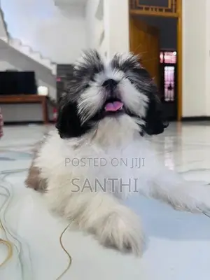 Shih Tzu Puppy