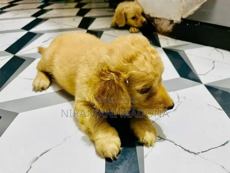 Cocker Spaniel Short Breed