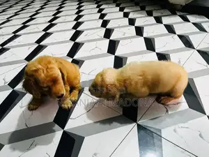 Cocker Spaniel Short Breed