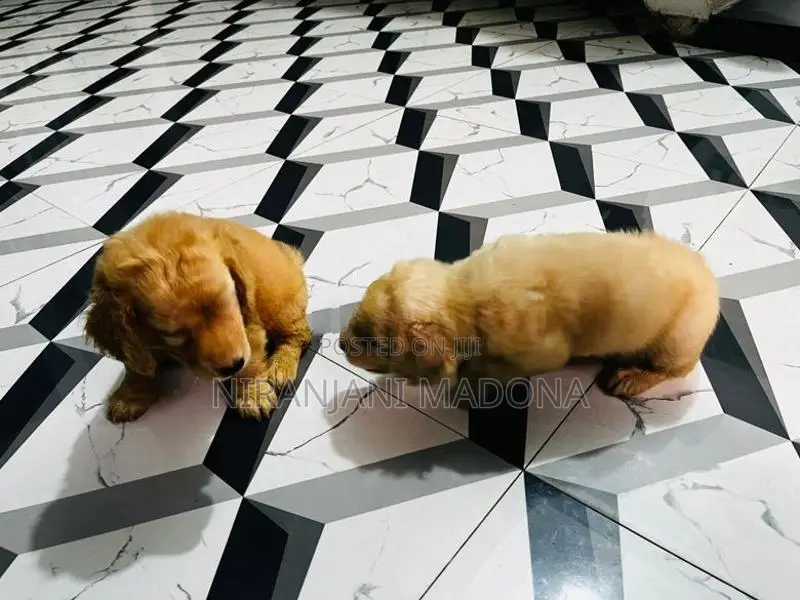 Cocker Spaniel Short Breed