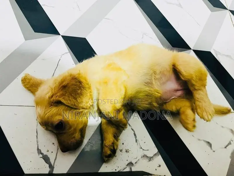 Cocker Spaniel Short Breed