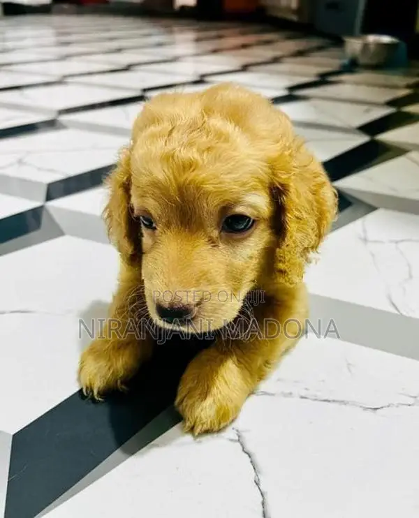 Cocker Spaniel Short Breed