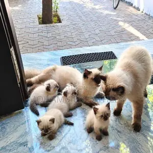 Persian Kittens