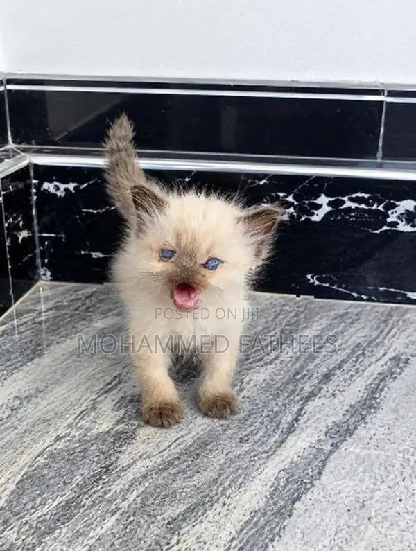 Persian Kittens