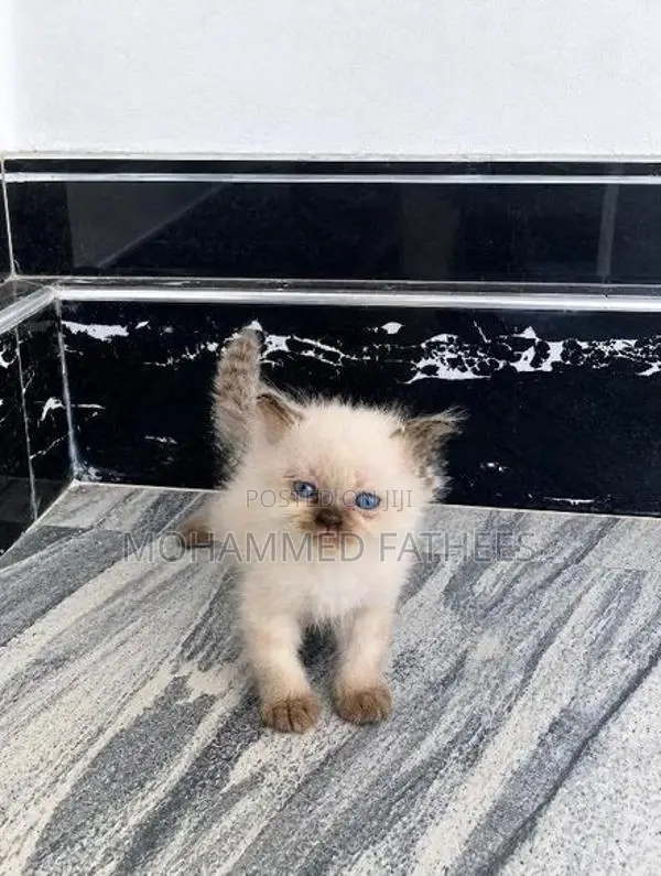 Persian Kittens