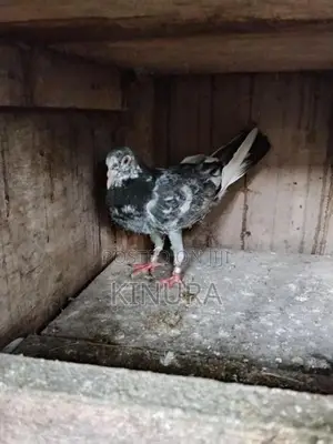 Pigeon