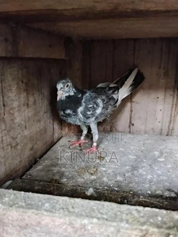 Pigeon