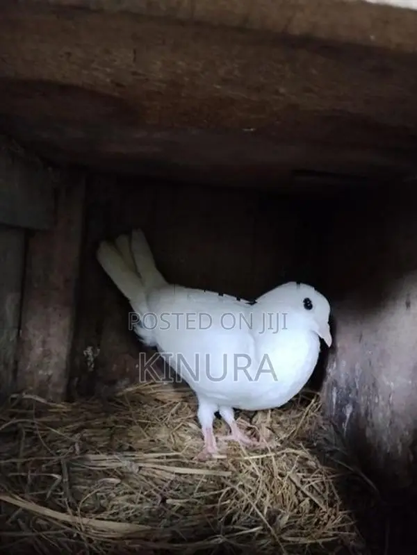 Pigeon