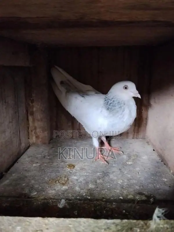 Pigeon