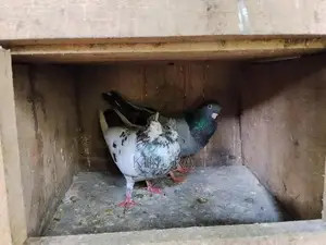Pigeon