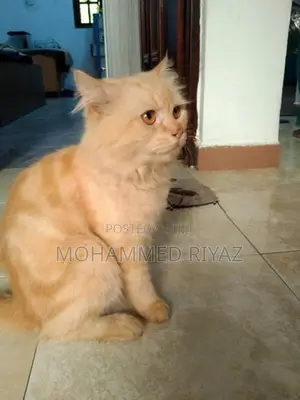 Persian Cat ( Ginger Male)